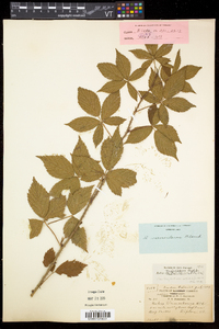 Rubus vermontanus image