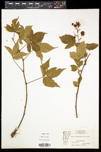 Rubus vermontanus image