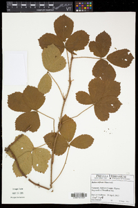 Rubus hispidus image