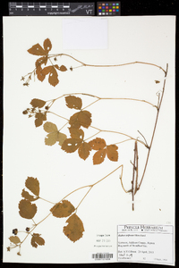 Rubus hispidus image