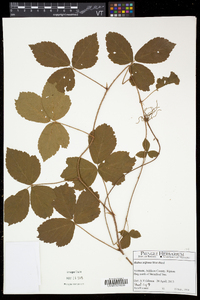 Rubus hispidus image