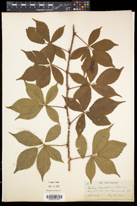 Rubus vermontanus image