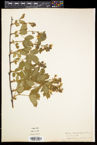 Rubus vermontanus image