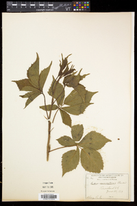 Rubus vermontanus image