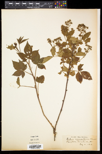 Rubus vermontanus image