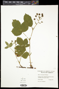Rubus vermontanus image