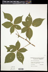 Rubus vermontanus image