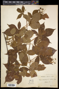Rubus vermontanus image