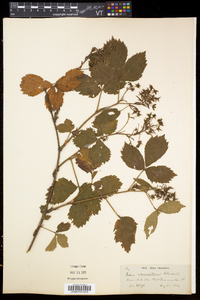 Rubus vermontanus image