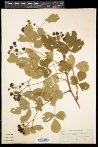 Rubus vermontanus image