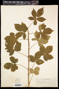 Rubus vermontanus image
