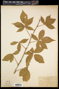 Rubus vermontanus image