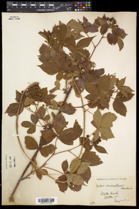 Rubus vermontanus image
