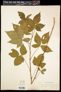 Rubus vermontanus image