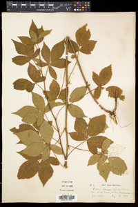 Rubus vermontanus image