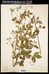 Rubus vermontanus image