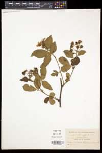 Rubus vermontanus image