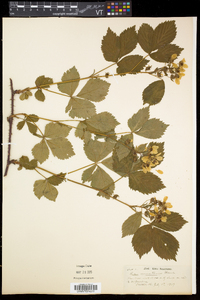 Rubus vermontanus image