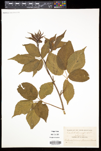 Rubus vermontanus image