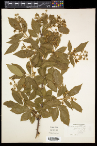 Rubus flagellaris image