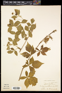 Rubus flagellaris image