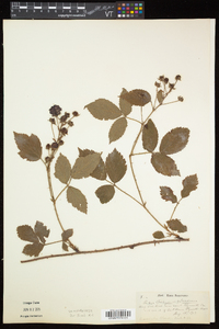 Rubus flagellaris image