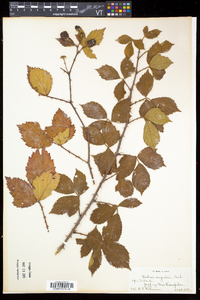 Rubus argutus image