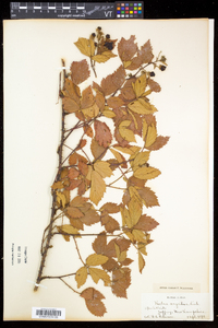 Rubus argutus image