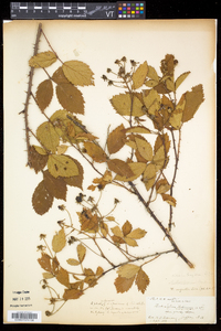 Rubus argutus image