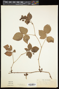 Rubus flagellaris image