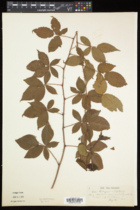 Rubus flagellaris image