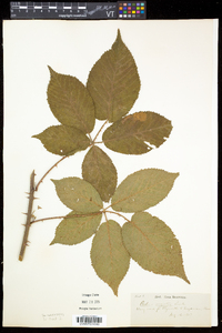 Rubus argutus image