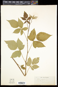 Rubus argutus image