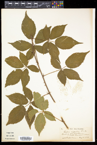 Rubus argutus image