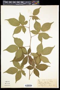 Rubus argutus image