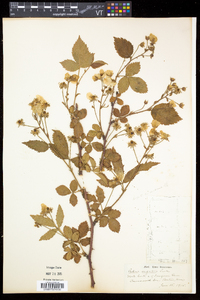 Rubus argutus image