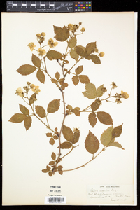 Rubus argutus image