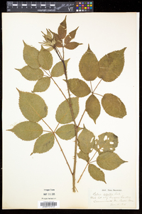 Rubus argutus image