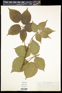 Rubus argutus image