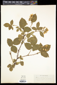 Rubus argutus image