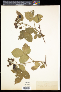 Rubus argutus image