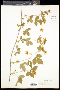 Rubus enslenii image