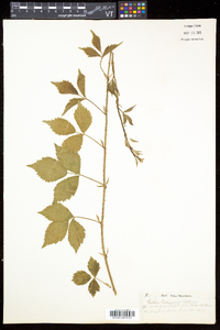 Rubus enslenii image