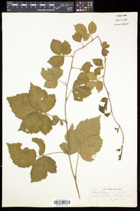 Rubus enslenii image