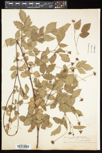 Rubus flagellaris image