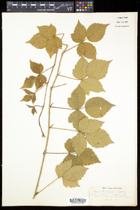 Rubus enslenii image