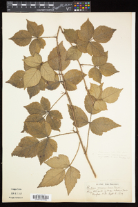 Rubus flagellaris image