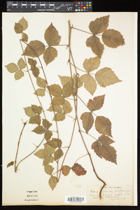 Rubus flagellaris image