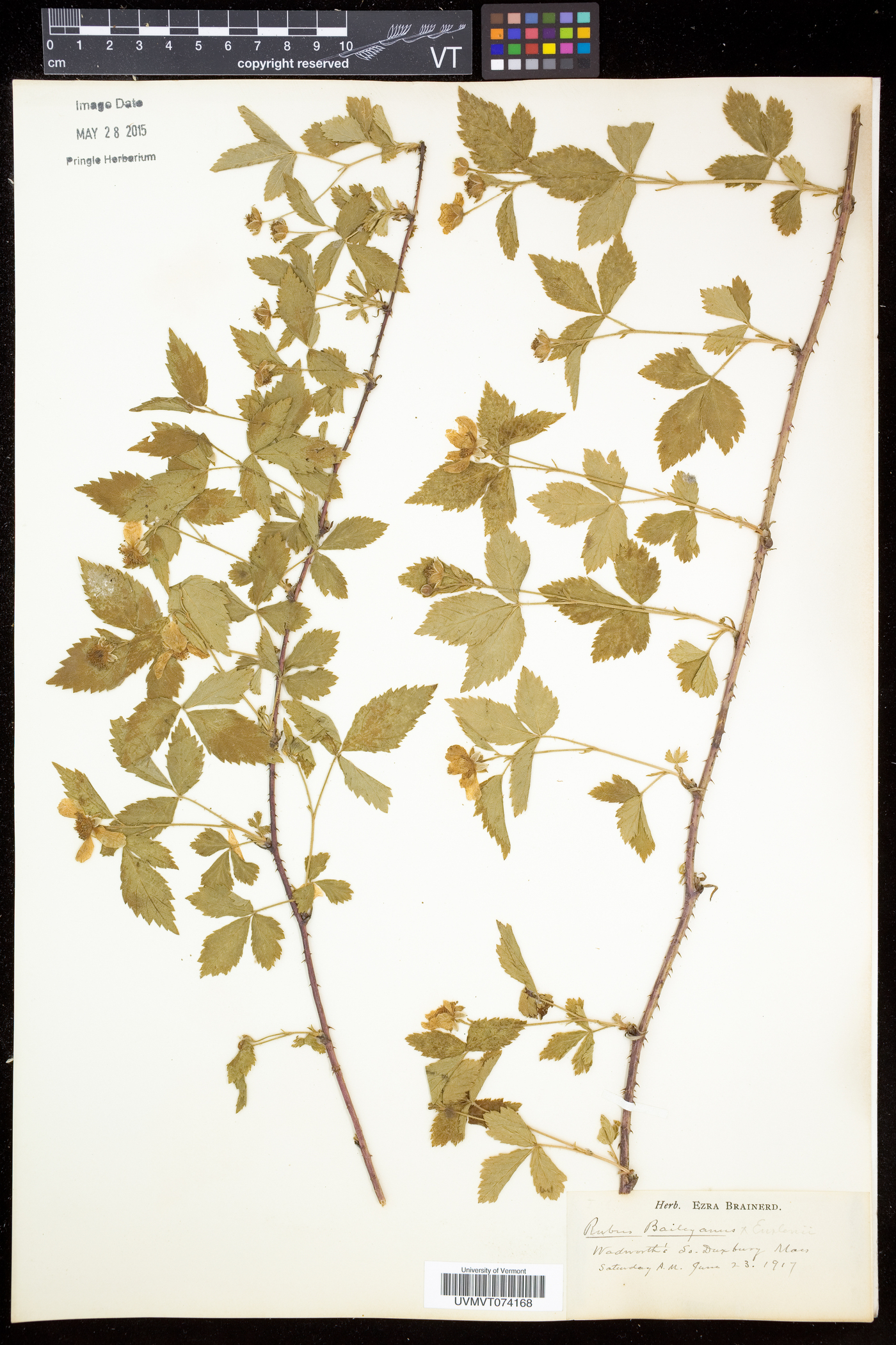 Rubus enslenii image