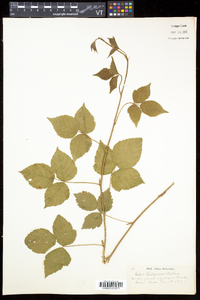 Rubus enslenii image